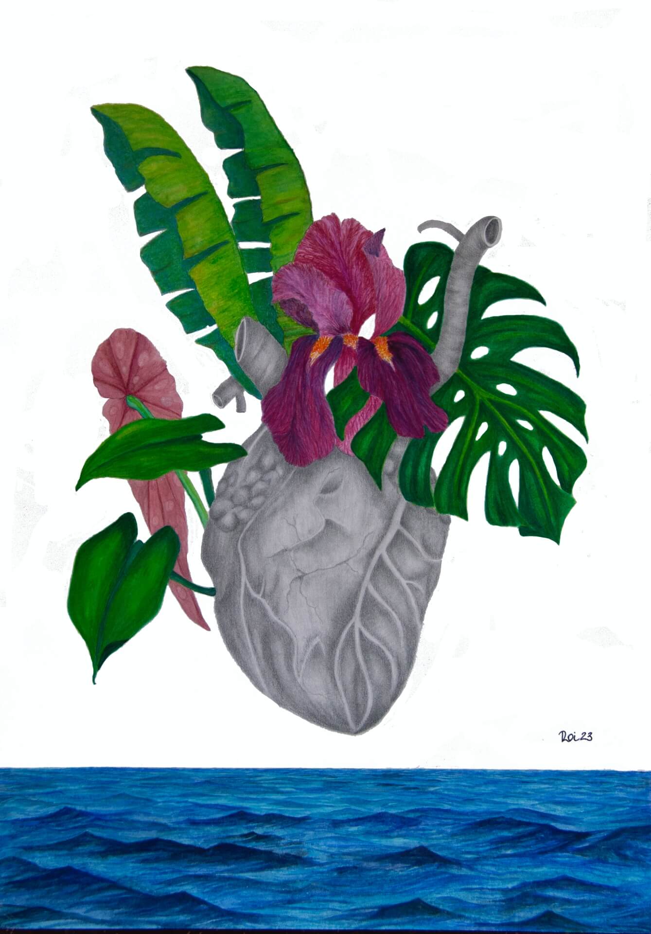 Corazón – Rodrigo de Julian arte marina-dibujo-anatomice-acuarela-grafito